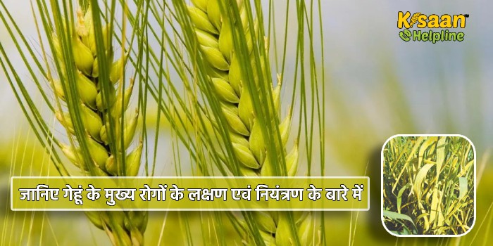 जानिए गेहूं के मुख्य रोगों के लक्षण एवं नियंत्रण के बारे में